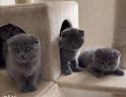 special scottish fold kittens