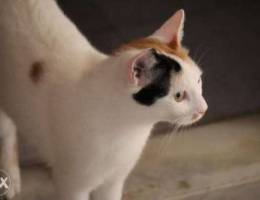 For adoption - Domestic Cat