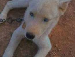 White husky