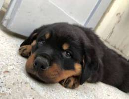 Rottweiler puppy