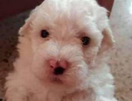 Bichon