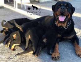 German Rottweiler High Quality