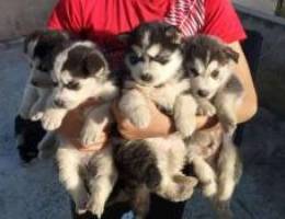 Husky puppies