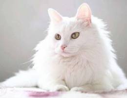 Angora longhair