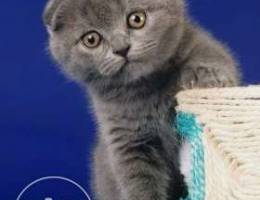 Scottish fold blue