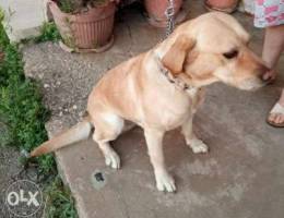 Trained pure Labrador golden color