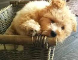 Maltipoo 7 month old+dog house & accessori...