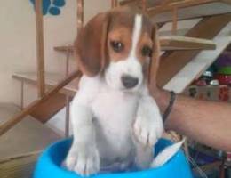 Beagle