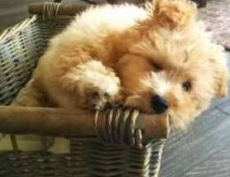 Maltipoo 7 month old + dog house and all a...