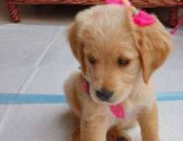 Golden Retriver Puppy