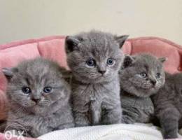 British shorthair purebred