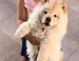 chowchow