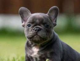 French bulldog Blue