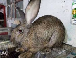 Giant Holland rabbit