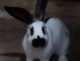 Giant Papillon rabbits