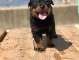 rottweiler top quality