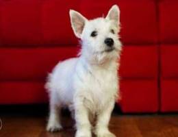 West highland white terrier