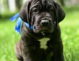 Cane corso