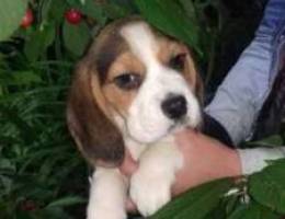 Beagle