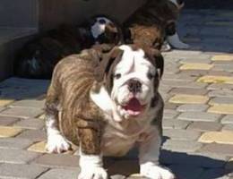 English bulldog