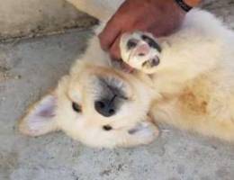 two Golden mix swiss shepherd