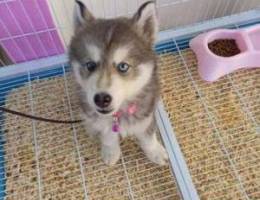 Husky Siberian