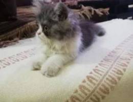 Pure Persian Cat