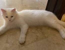 turkish angora