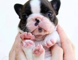 .-French Bulldog Imported !!