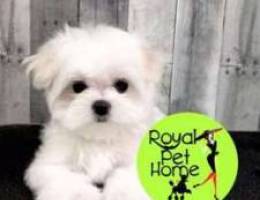 _Maltese Bichon .\ SmallZ