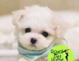 Bichon MALTESE ..