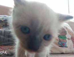 Siamese hymalayan mix kittens for sale