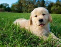 Golden retriever