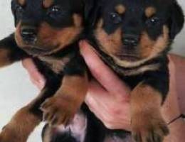 Rottweiler puppies