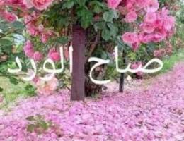 Ø±Ø´ Ù…Ø¨ÙŠØ¯Ø§Øª