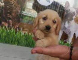 Golden retriver bear face gold