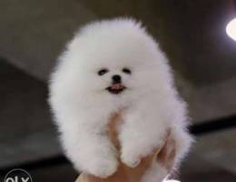 Pomeranian teacupWhite