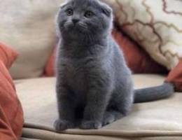 Scottish Shorthair Kittens