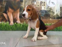 Beagle pure breed