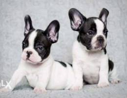 Frenchies Puppies