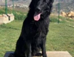 German shepherd