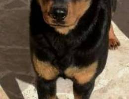 Rottweiler