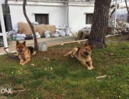 german and albinos special shepherds