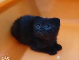 Black Scottich fold kitten