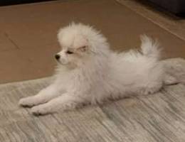 pomeranian spitz for sale