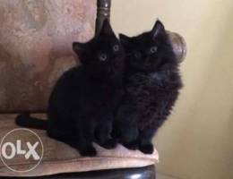 Black cats