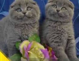 Scottish fold Scottish Fold plush kittens ...