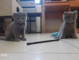 Scotish and british kittens