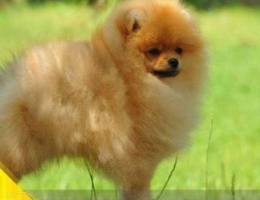 Pomeranian with a thick beautiful fur coat