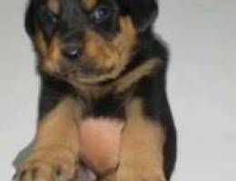 Puppies all breeds available